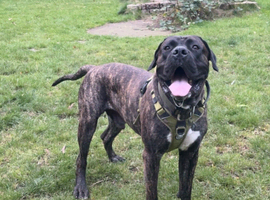Male Presa Canario for sale