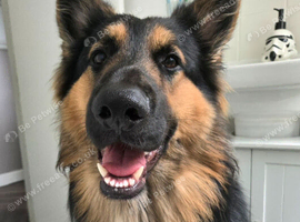 Axel, German Shepherd