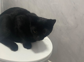 Black kitten