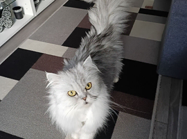 5 years old persian cat for sale