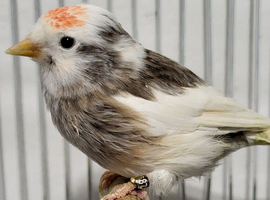 Mutation British Birds (Goldfinch, Redpoll & Siskins)