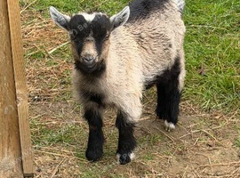 Pygmy goat weather