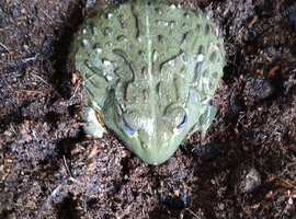 Giant african bull frog and set up
