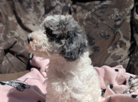 Beautiful Miniature poodle