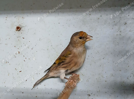 Unsexed Goldfinch mules
