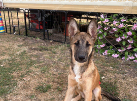 Belgium mallois cross husky