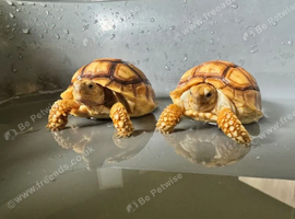 Baby Sulcata Tortoises