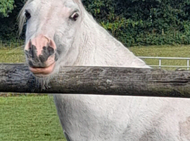 Ideal first Pony