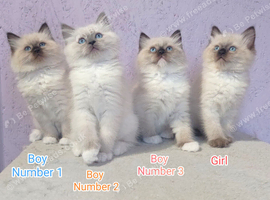 Ragdoll Kittens Looking for Loving Homes