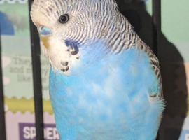 Blue budgie