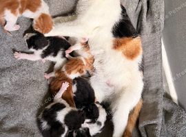 4 black and white kittens