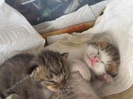 2 kittens for sale