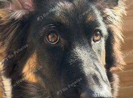 German shepherd female