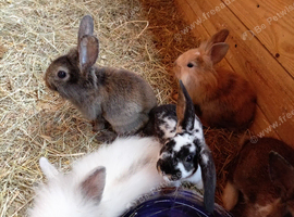 9 week old baby rabbits available now