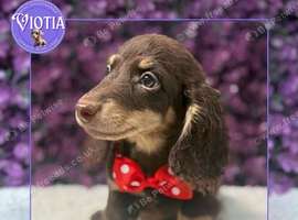 Beautiful Miniature Dachshund Puppies Ready Now