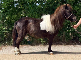 Lovely registered IMPHS