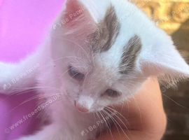 Beautiful kittens for sale &pound;50