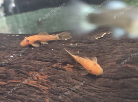 Super red plecos