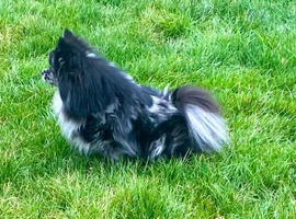Black and silver merl Pomeranian