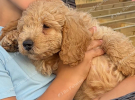 Cockapoo pups ready 16/7/26 REDUCED
