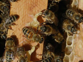 Buckfast Bees. Honeybee Colonies. 10 frames of bees. &pound;295 - &pound;315