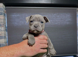 Blue Staffordshire Bull Terrier Champion Pups