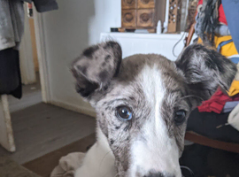 Gentle and good natured little pup