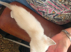 3 x Half bengal kittens for sale