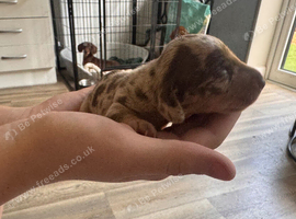 Miniature Dachsund puppies