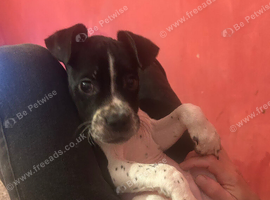 Staffy cross frenchie