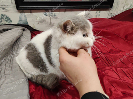 Scottish fold queen tica registered