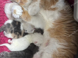 exotic female kitten