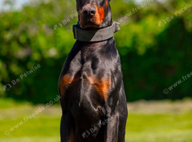 EUROPEAN MALE DOBERMAN