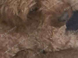Stunning deep red Cavapoo baby boy
