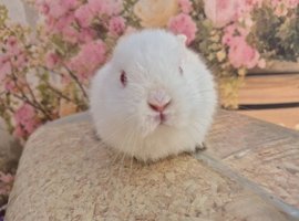 Dwarf lop