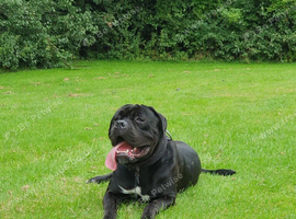 Cane corso 15 months old male