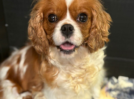 Stunning HEALTH TESTED cavalier pups