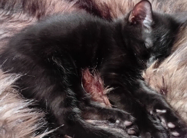 3 Ragdoll X kittens for sale.