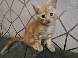 4 female kittens for sale