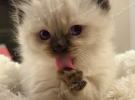 Pure Ragdoll kittens ready for forever home