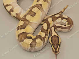 8 mth old enchi lesser 100% het clown ball python