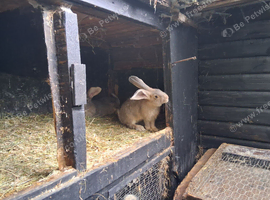 Flemish female