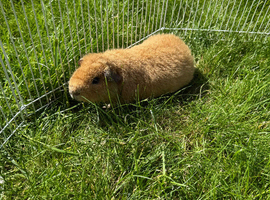 Gold Teddy Guinea Pig Boar