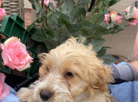 Cockapoo puppies