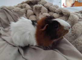 2 female guinea pigs looking for good home