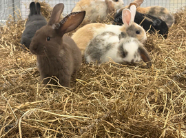 Stunning Various Dwarf & Lionhead Bunnies
