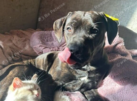 Female staff cross mastiff