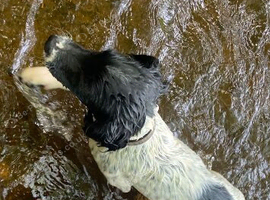 Male springer spaniel