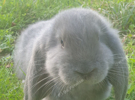 Grey Male French lops