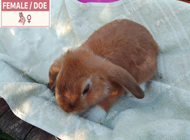 Baby Dwarf Lops: Females & Males